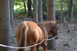 Neele Kühl Open-Minded Horsemanship | Westernreiten in Norddeutschland | Reitlehrerin