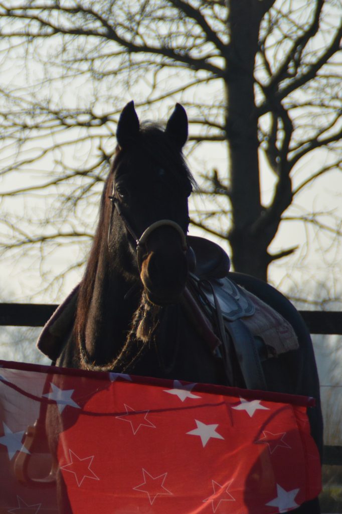 Neele Kühl Open-Minded Horsemanship | Westernreiten in Norddeutschland | Reitlehrerin | Mustang Makeover Germany Trainerin 2019